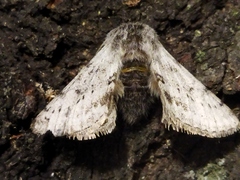 Lycia graecarius