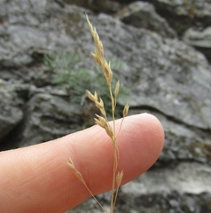 Poa versicolor