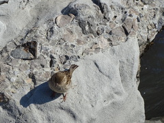 Passer domesticus