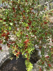 Pyracantha koidzumii