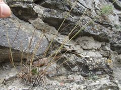 Poa versicolor