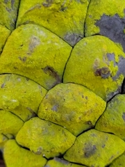 Chrysothrix candelaris