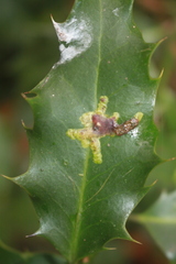 Phytomyza ilicis