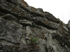 Artemisia marschalliana