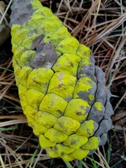 Chrysothrix candelaris