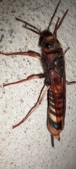 Tremex fuscicornis