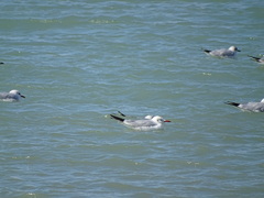 Chroicocephalus ridibundus