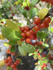 Pyracantha koidzumii