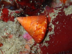 Calliostoma conulus