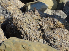 Passer domesticus