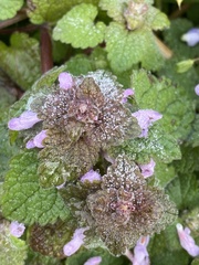 Lamium purpureum