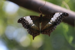 Vindula erota saloma