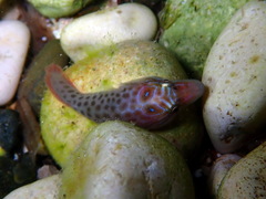 Lepadogaster lepadogaster
