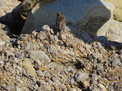 Passer domesticus