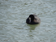 Fulica atra