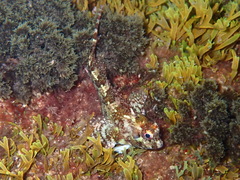 Lipophrys trigloides