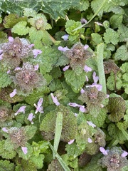 Lamium purpureum