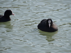 Fulica atra