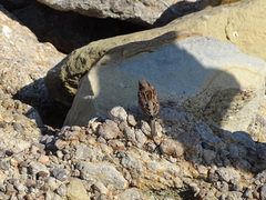 Passer domesticus