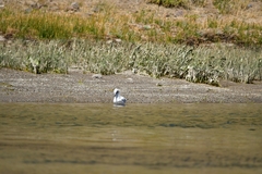 Chroicocephalus serranus