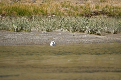 Chroicocephalus serranus