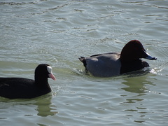 Fulica atra