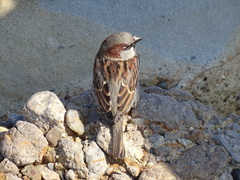 Passer domesticus