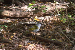 Myiothlypis leucoblephara
