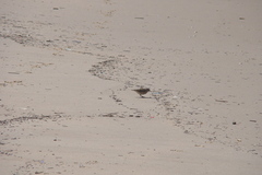 Geositta cunicularia