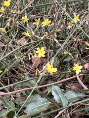 Jasminum nudiflorum