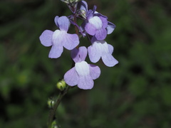 Nuttallanthus canadensis
