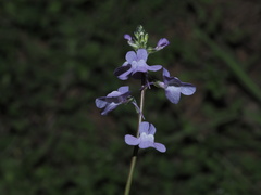 Nuttallanthus canadensis