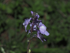 Nuttallanthus canadensis
