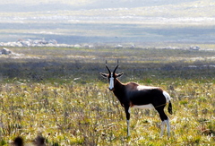Damaliscus pygargus pygargus