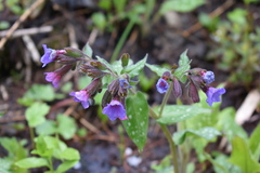 Pulmonaria officinalis