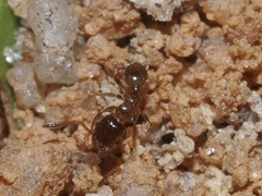 Pheidole bicarinata