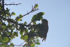 Cranioleuca pyrrhophia