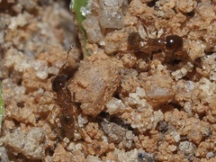Pheidole bicarinata