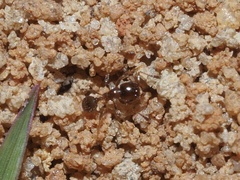 Pheidole bicarinata