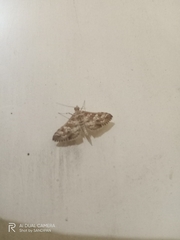 Sameodes cancellalis