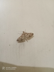 Sameodes cancellalis