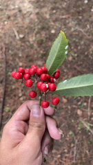 Ardisia crenata