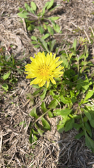 Pyrrhopappus pauciflorus