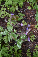 Pulmonaria officinalis