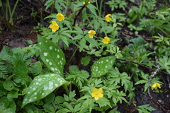 Pulmonaria officinalis