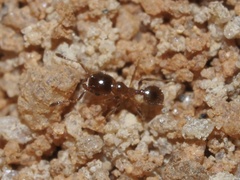 Pheidole bicarinata