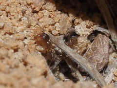 Pheidole bicarinata