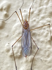 Nephrotoma