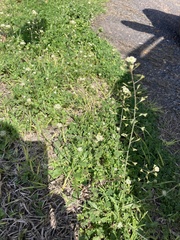 Capsella bursa-pastoris