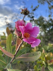 Kielmeyera rubriflora